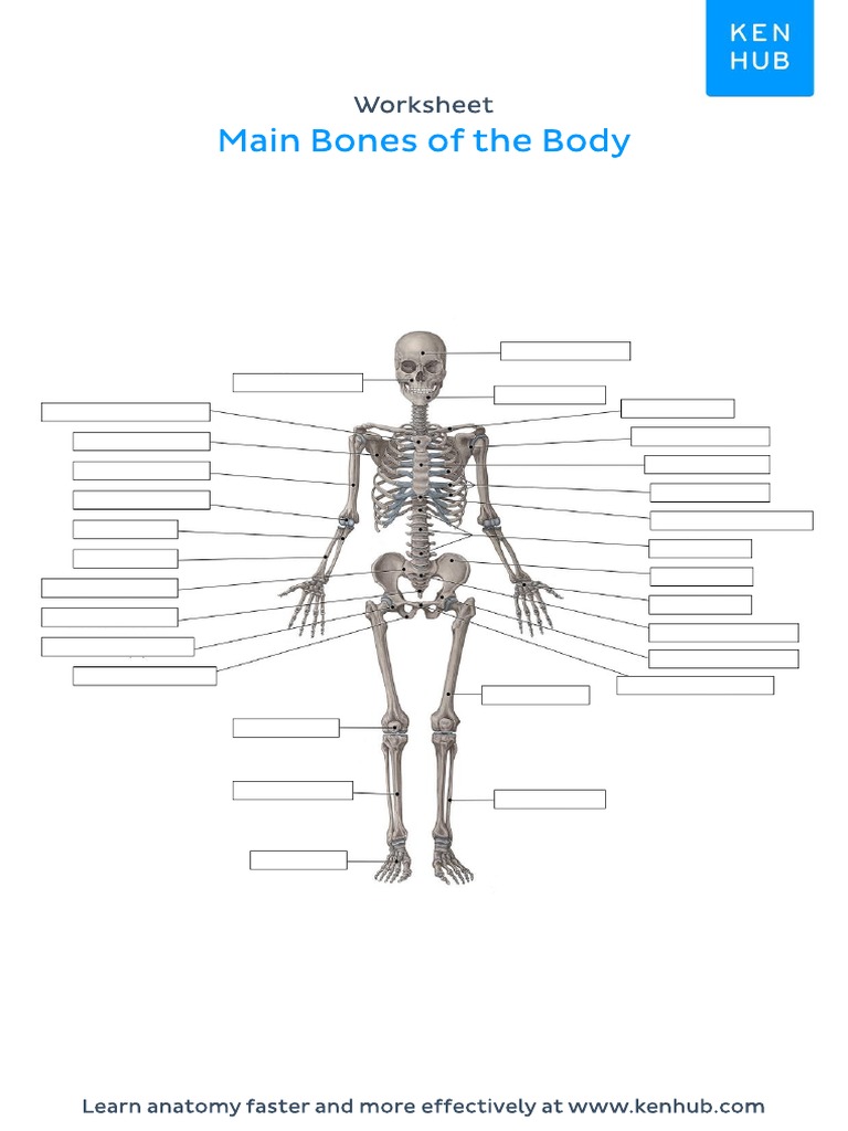 Worksheet of Main Bones of The Body (Unlabeled) | PDF