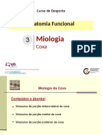3.6-Miologia _coxa_
