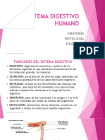 Sistema Digestivo Humano-E