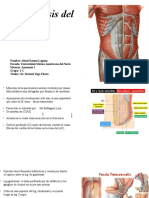 Aponeurosis Del Abdomen-Anatomia