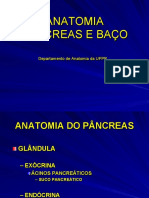 Anatomia do pâncreas e baço em