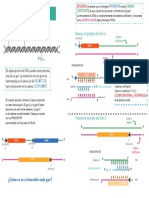 Orientación de genes en DNA