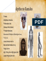 Ardipithecus Ramidus