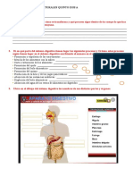 Sistema digestivo quinto EGB - Procesos y partes