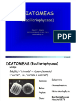 Diatomeas