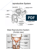 Male Reproductive System: Seminal Vesicles Urinary Bladder Prostate Gland