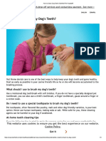 How To Clean Dog Teeth - Banfield Pet Hospital®