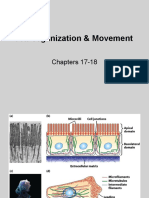 17&18) Cell Organization & Movement