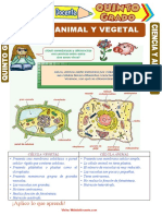 5° Naturales -Tema celula - celula animal y vegetal