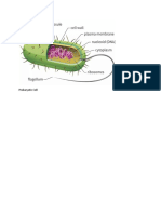 Cell ProEuAniPlant