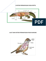 Alat Dan Sistem Pernapasan Pada Reptil