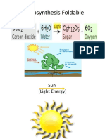 Photosynthesis Foldable