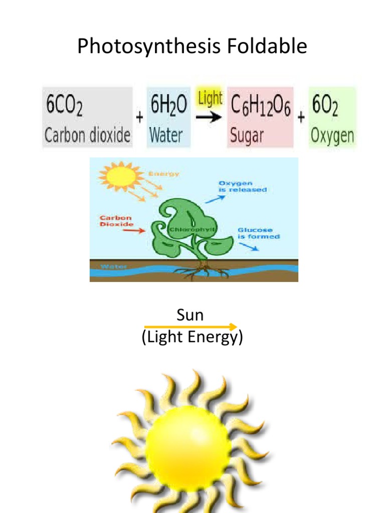 Photosynthesis Process Foldable Guide | PDF