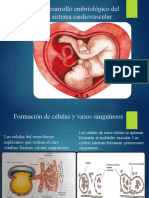 Desarrollo Embriologico Del Sistema Cardiocirculatorio. Listo