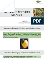 Enfermedades Del Mango