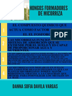 Poster de Los Hongos Formadores de Micorriza