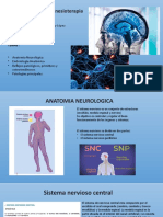 Exposicion Anatomia Neurologica