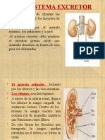 Sistema excretor: riñones y sus funciones