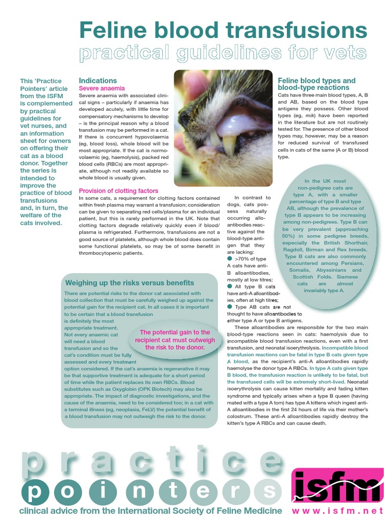 Feline Blood Transfusion | PDF | Blood Plasma | Blood Type
