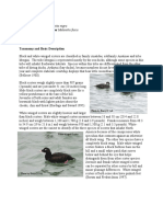 Sea Ducks: Black Scoter Melanitta Nigra White-Winged Scoter Melanitta Fusca