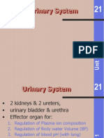 Urinary System Review of Ana & Physio
