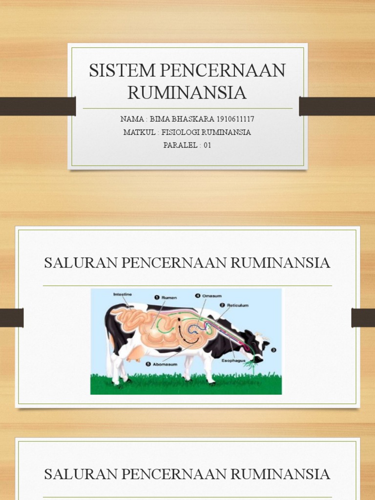 Sistem Pencernaan Ruminansia | PDF | Kesehatan Holistik