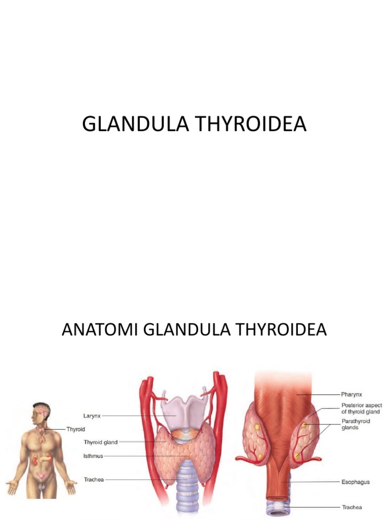 Glandula Thyroidea PDF