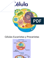 La célula y sus organelos