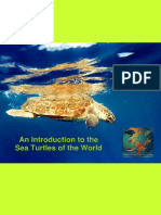 Introduction Sea Turtles World Ingl