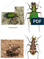 O Coleoptera