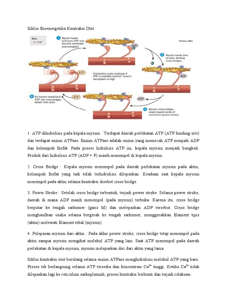 Siklus Bioenergetika Kontraksi Otot | PDF | Sains & Matematika