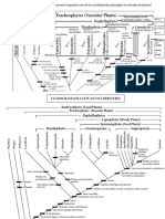 Cladograma de Las Plantas Terrestres