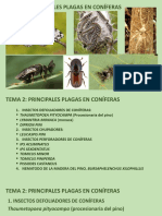 TEMA 2. PRINCIPALES PLAGAS EN CONÍFERAS (I)