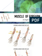 Forearm Muscle
