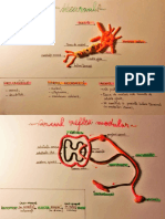 BIOLOGIE - scheme & reprezentări