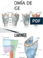 Anatomía y músculos de la laringe: articulaciones, intrínsecos y extrínsecos