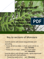 RevisionMonsteraCentral AmericaTomVersionCK - TD30Jun