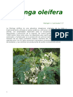 Moringa Oleifera rafa