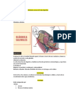 Glándulas Anexas Del Tubo Digestivo