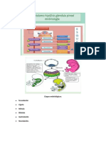 Componentes Cerebrales Endocrinos, Hipotalamo, Hiposis y Glandula Pineal