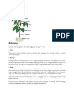 Morfologi Dan Fisiologi Tumbuhan Belimbing (Resky Sihotang)