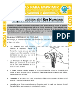 Ficha-Reproduccion-del-Ser-Humano-para-Sexto-de-Primaria