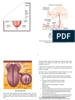 Fisiologi Pengecapan