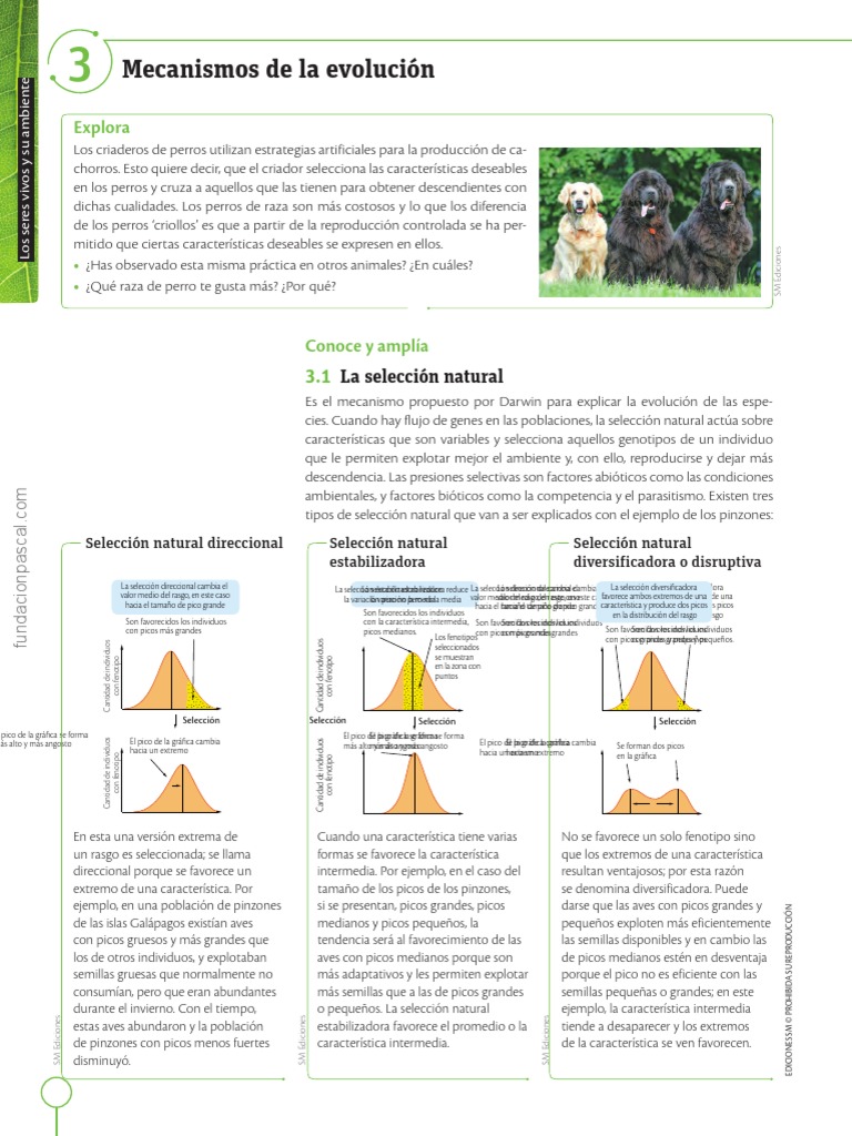 GUIA - 03 Mecanismos de La Evolucin | PDF | Seleccion natural | Adaptación