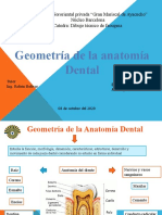 Anatomia Dental