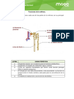 Funciones de La Nefrona Examen 1