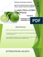 Exposicion Limon Persa