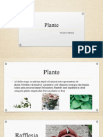 Plante