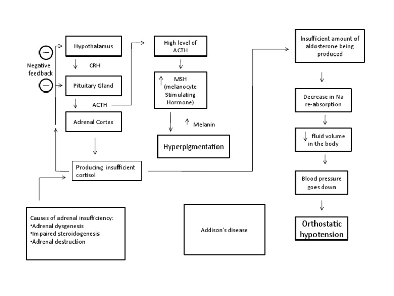 Addison's Disease: Causes and Effects | PDF