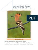 Hoopoe Pictures and Detail (Upupa Epops) A Colorful Bird With A Crown